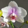 Орхидея Phalaenopsis Reykjavik (отцвёл)