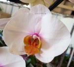 Орхидея Phalaenopsis Eye Catcher (отцвел)       