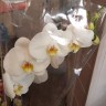 Орхидея Phalaenopsis Oxford (отцвёл)
