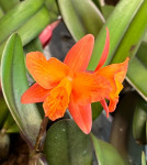 Орхидея Cattleya hybrid (отцвела)