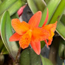 Орхидея Cattleya hybrid (отцвела)