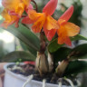 Орхидея Cattleya hybrid (отцвела)