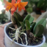 Орхидея Cattleya hybrid (отцвела)