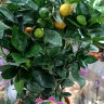 Каламондин (citrofortunella calamondin) 