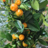 Каламондин (citrofortunella calamondin) 