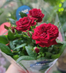 Роза горшечная 