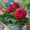 Роза горшечная 