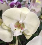 Орхидея Phalaenopsis Big Lip           