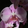 Орхидея Phalaenopsis Toleration (отцвёл)  