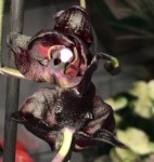 Орхидея Phalaenopsis Black (отцвел, РЕАНИМАШКА)