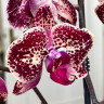 Орхидея Phalaenopsis (цветет, РЕАНИМАШКА) 