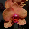 Орхидея Phalaenopsis Asian Sun (отцвёл)