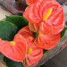 Anthurium Royal Orange (отцвел)