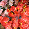 Anthurium Royal Orange (отцвел)
