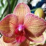 Орхидея Phalaenopsis Baldan's Kaleidoscope (отцвел)
