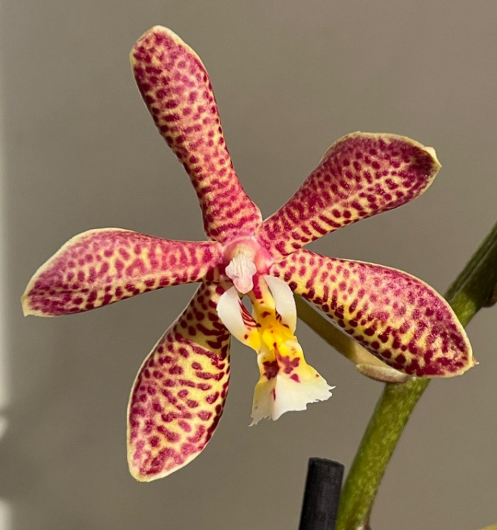 Орхидея Phalaenopsis Spider, multiflora (отцвел)
