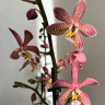 Орхидея Phalaenopsis Spider, multiflora (отцвел)