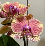 Орхидея Phalaenopsis, multiflora 