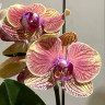 Орхидея Phalaenopsis, multiflora (отцвёл)
