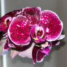 Орхидея Phalaenopsis Eduction 