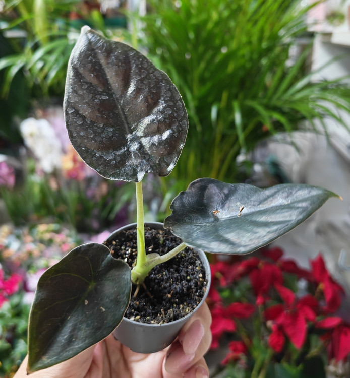 Алоказия Black Magic (детка) 