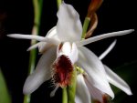 Орхидея  Coelogyne barbarta (еще не цвела)
