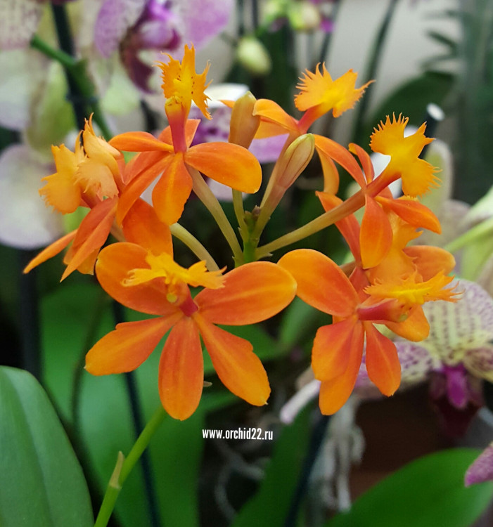 Орхидея Epidendrum Radicans Vigor (отцвел, РЕАНИМАШКА)
