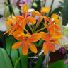 Орхидея Epidendrum Radicans Vigor (отцвел, РЕАНИМАШКА)