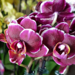 Орхидея Phalaenopsis Dija, multiflora (отцвел)