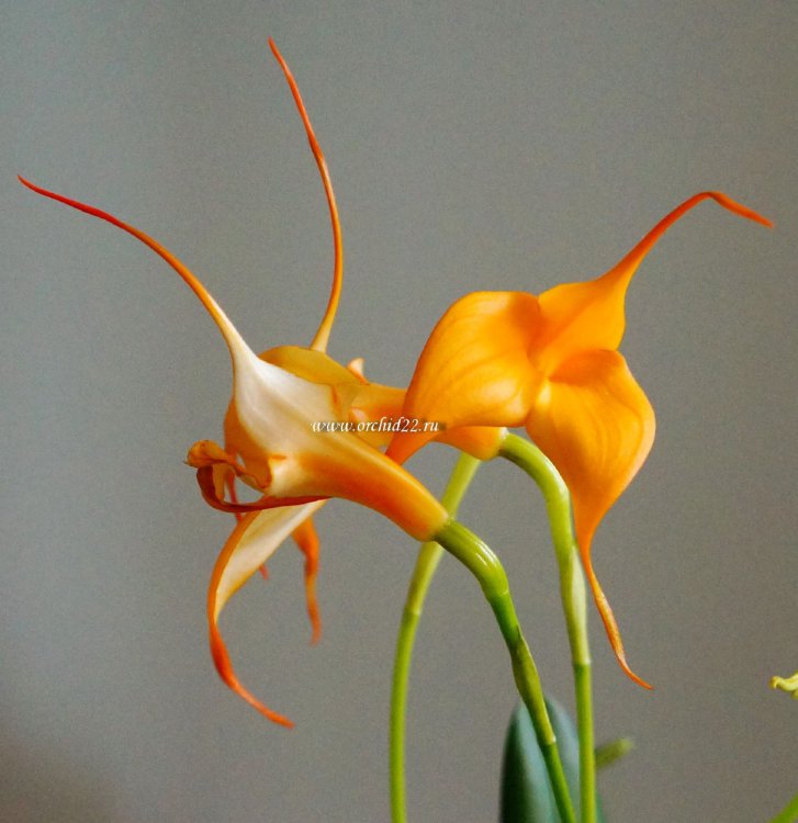 Орхидея Masdevallia  (отцвела)