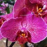 Орхидея Phalaenopsis                