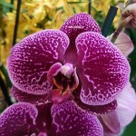 Орхидея Phalaenopsis (отцвел)        