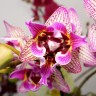 Орхидея Phalaenopsis, midi 