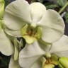 Орхидея Phalaenopsis Lemongrass (отцвел)