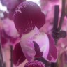 Орхидея Phalaenopsis Lioulin Bright Violet peloric 