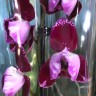 Орхидея Phalaenopsis Lioulin Bright Violet peloric 