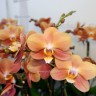 Орхидея Phalaenopsis Monaco, midi (отцвел)