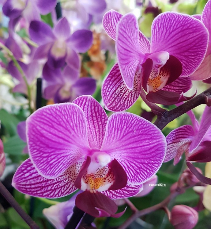 Орхидея Phalaenopsis multiflora (отцвёл) 