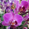 Орхидея Phalaenopsis multiflora (отцвёл) 