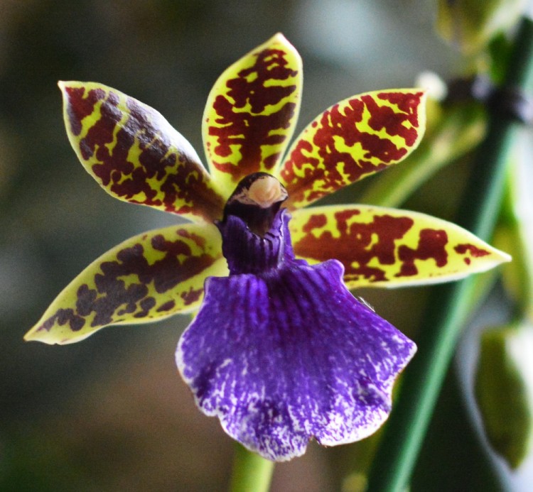 Орхидея Zygopetalum Trozy Blue (отцвел, УЦЕНКА)