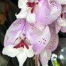 Орхидея Phalaenopsis Charming Angelina, Big Lip (отцвел)