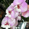 Орхидея Phalaenopsis Charming Angelina, Big Lip (отцвел)