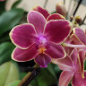 Орхидея Phalaenopsis, multiflora (отцвёл, РЕАНИМАШКА)