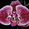 Орхидея Phalaenopsis Drama Queen