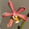 Орхидея Phalaenopsis Spider, multiflora (отцвел)