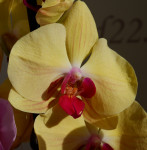 Орхидея Phalaenopsis Golden Beauty (отцвел, РЕАНИМАШКА) 