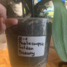 Орхидея Phalaenopsis Golden Beauty (отцвел, РЕАНИМАШКА) 