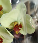 Орхидея Phalaenopsis 