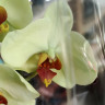 Орхидея Phalaenopsis (отцвёл)