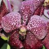 Орхидея Vanda Dark Brown Beauty